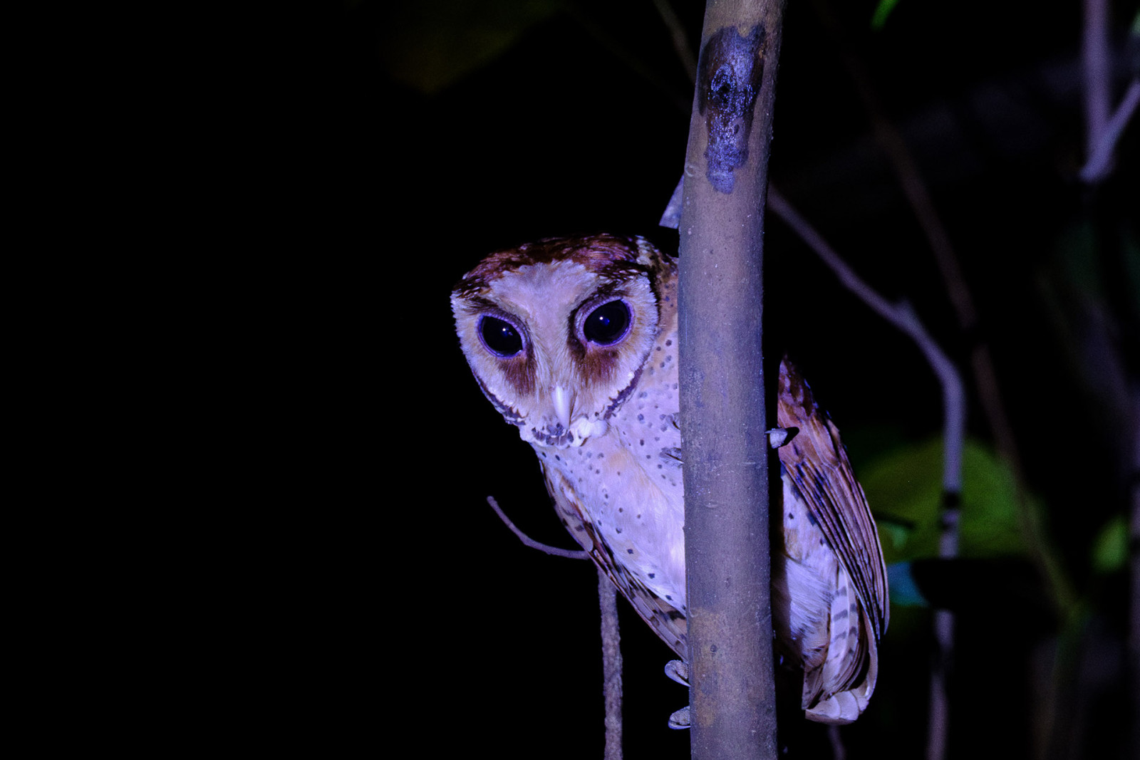 image Oriental Bay-Owl
